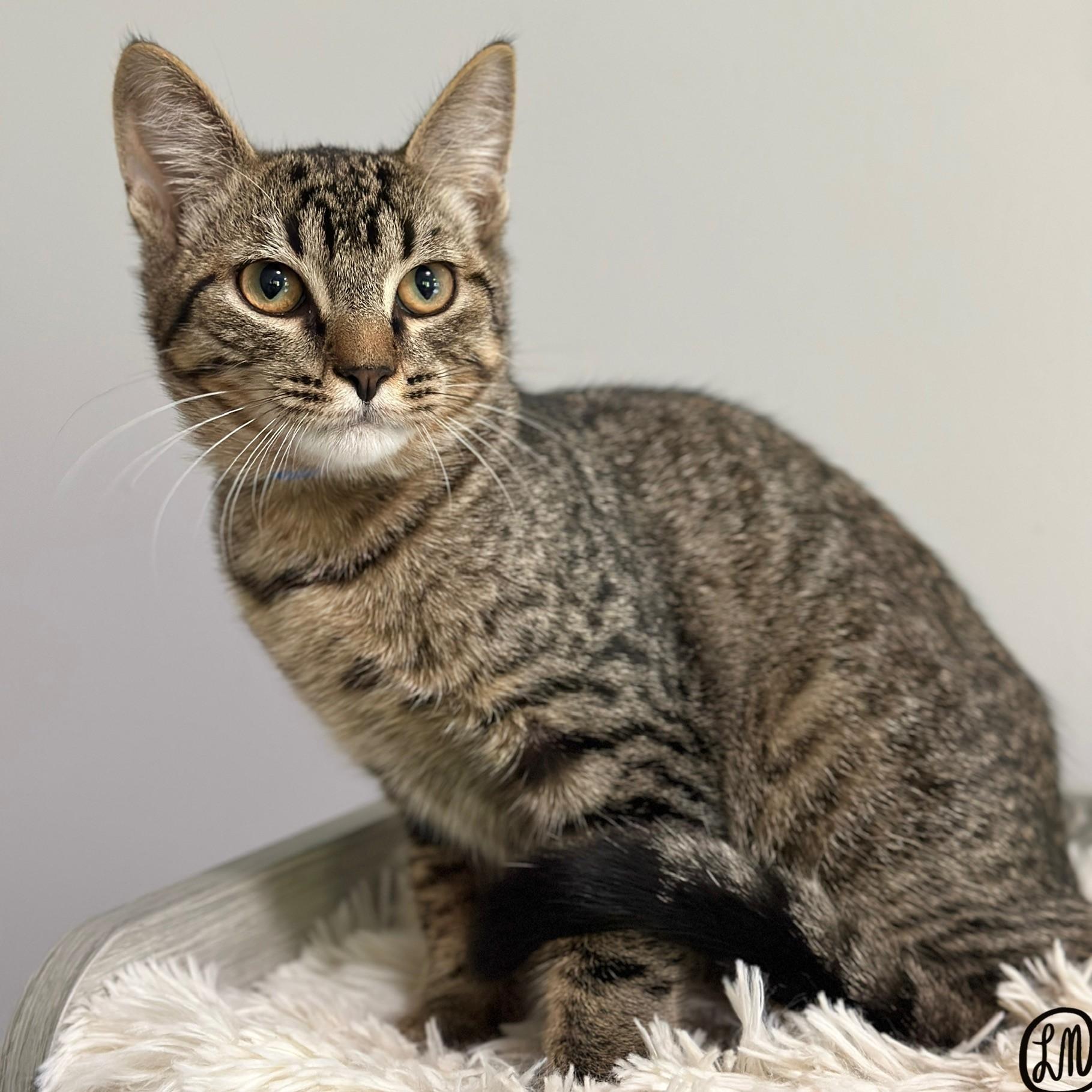 Enlarge Boozie, a Adoptable Domestic Short Hair in Victor, NY image 3/6