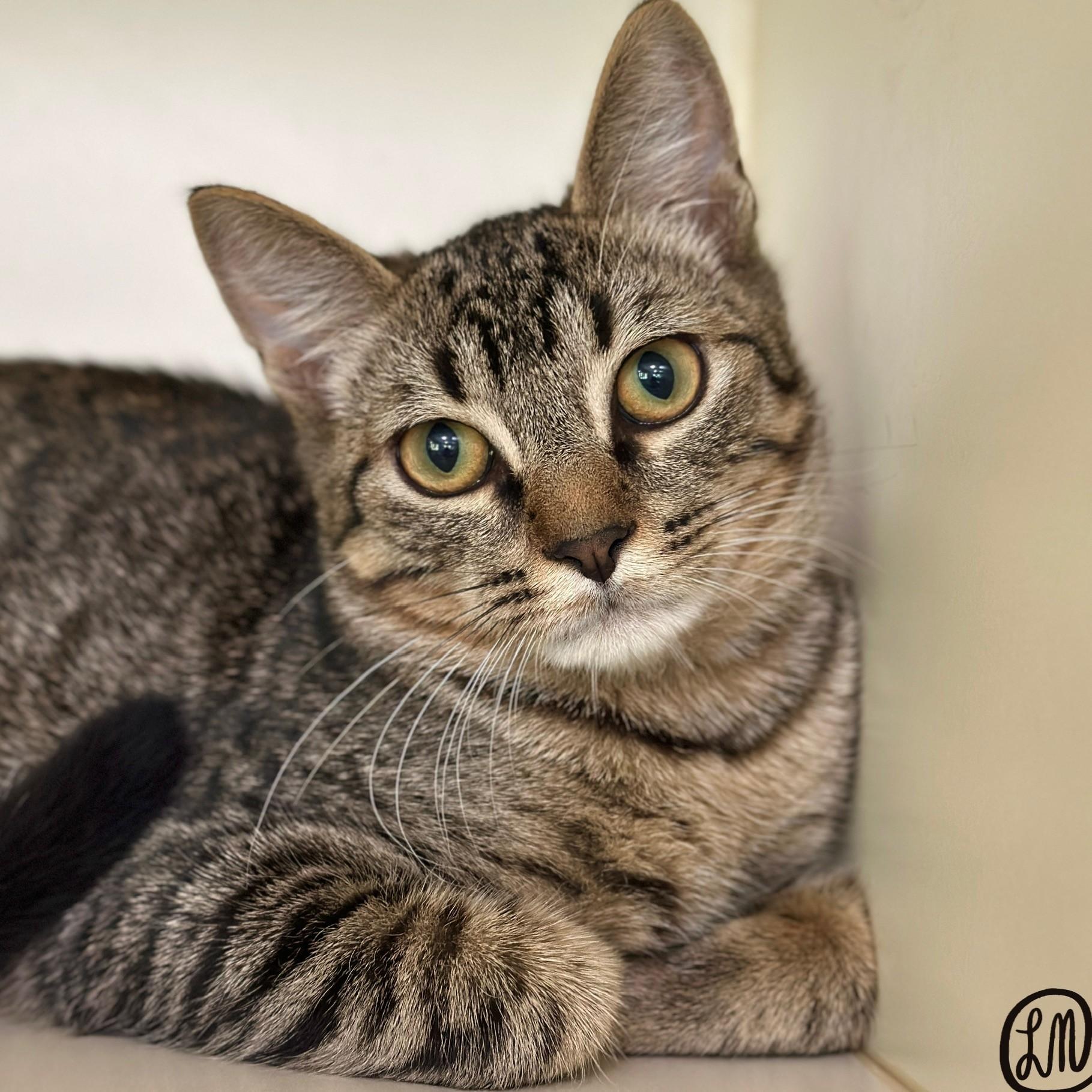 Boozie, Adoptable, Kitten Male Domestic Short Hair.