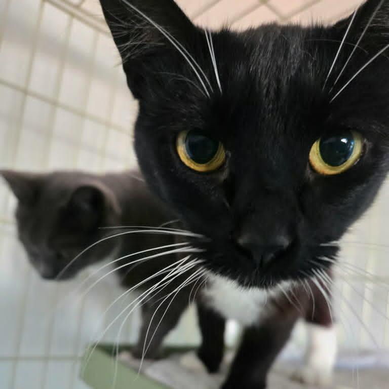 Miyuki (paired with Holly) - Guests, Adoptable, Adult Female Domestic Short Hair.