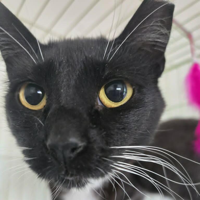 Enlarge Miyuki (paired with Holly) - Guests, a Adoptable Domestic Short Hair in Reisterstown, MD image 2/5