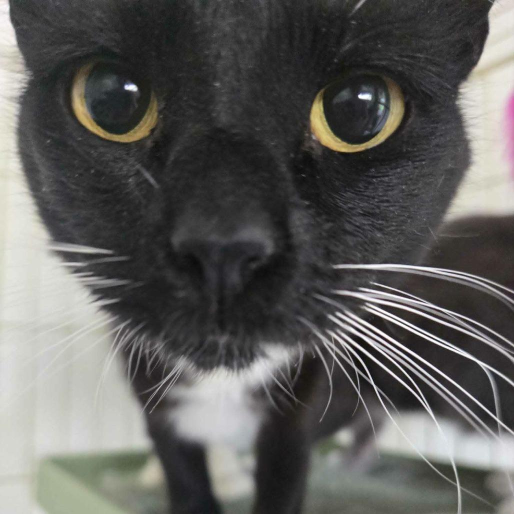 Enlarge Miyuki (paired with Holly) - Guests, a Adoptable Domestic Short Hair in Reisterstown, MD image 3/5