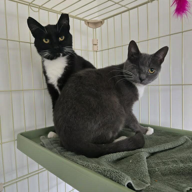 Enlarge Miyuki (paired with Holly) - Guests, a Adoptable Domestic Short Hair in Reisterstown, MD image 5/5