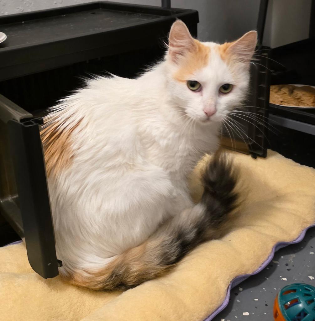 Beauty Queen, Adoptable, Young Female Domestic Long Hair.