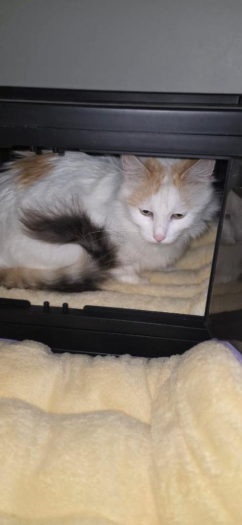 Enlarge Beauty Queen, a Adoptable mixed breed in Miami, OK image 2/3