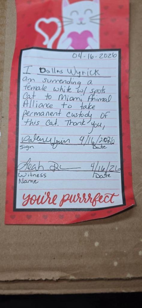 Enlarge Beauty Queen, a Adoptable mixed breed in Miami, OK image 3/3