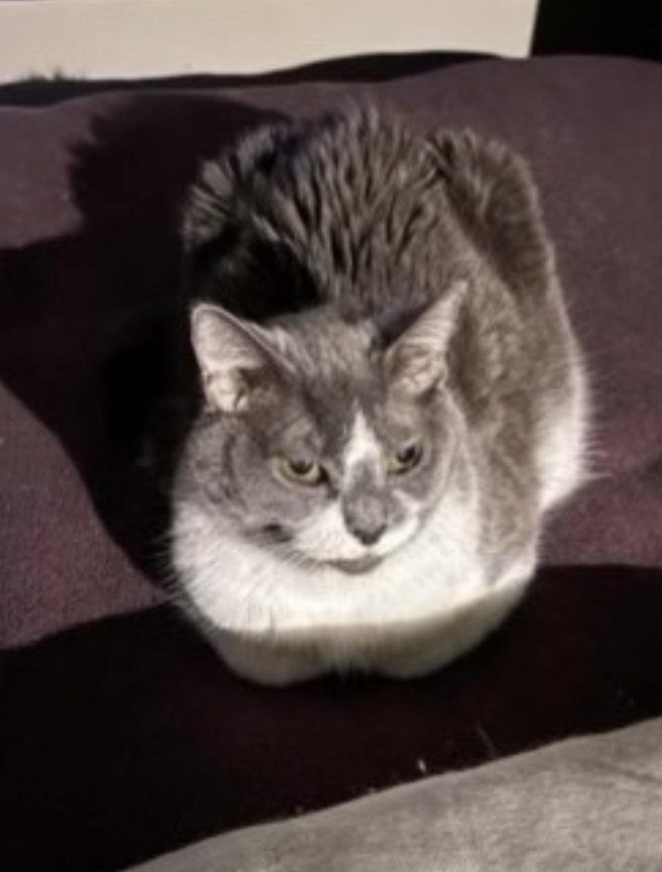 Enlarge Bess, a Adoptable Domestic Short Hair in Walled Lake, MI image 1/1