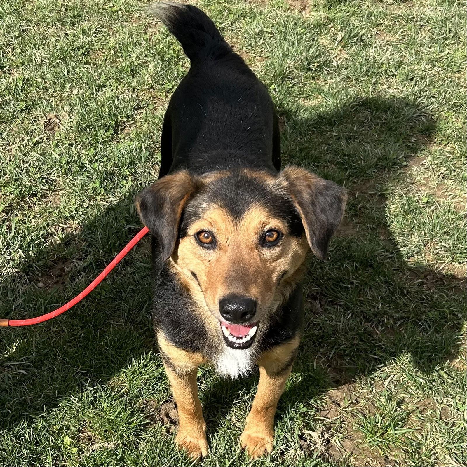 Enlarge Cowboy 2026, a Adoptable mixed breed in Norwood, OH image 2/3