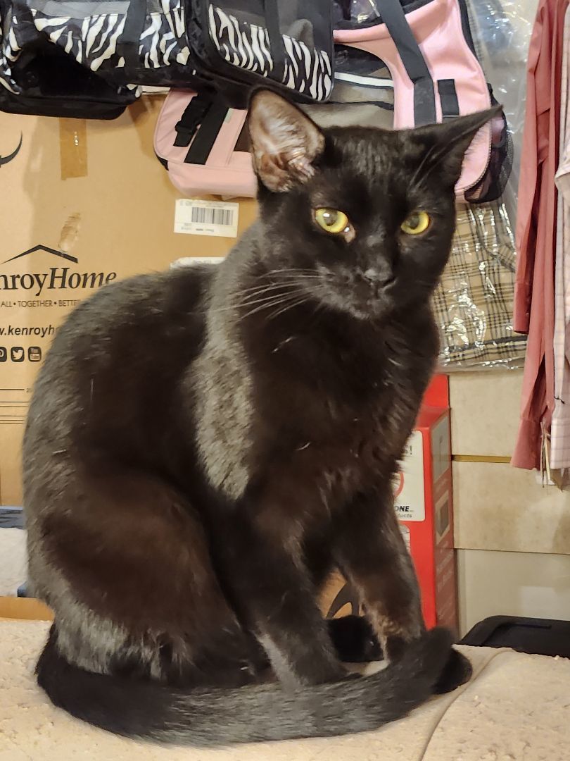 Skye, a Adoptable mixed breed in Monrovia, CA image 1/5