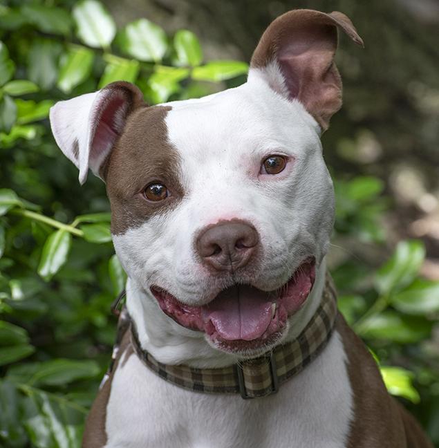 Lucky Pilot, Young Male Pit Bull Terrier