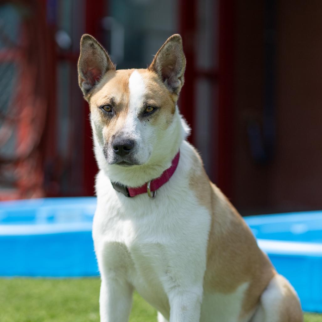 Wiley, Adoptable, Adult Male Cattle Dog & Mixed Breed.