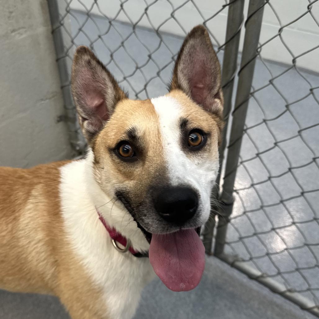 Wiley, a Adoptable mixed breed in Evansville, IN image 2/4