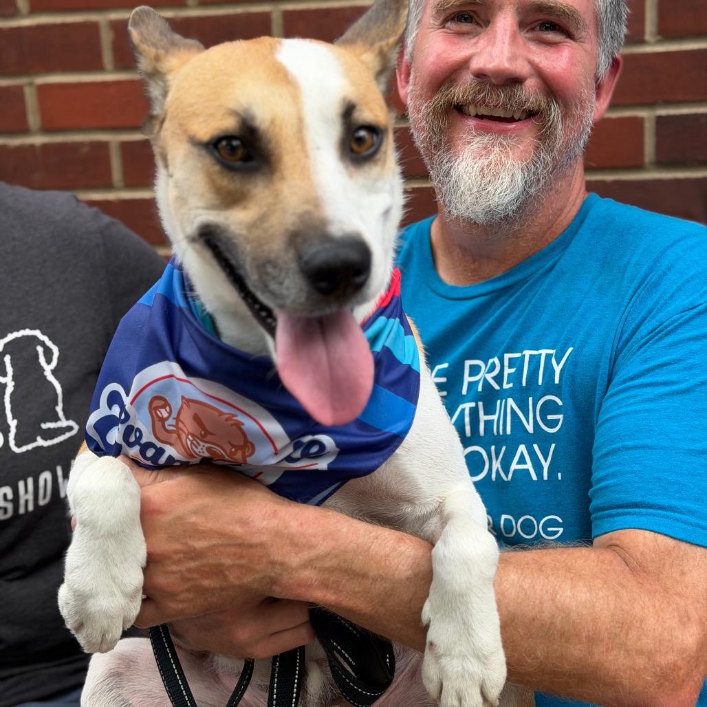 Wiley, a Adoptable mixed breed in Evansville, IN image 3/5