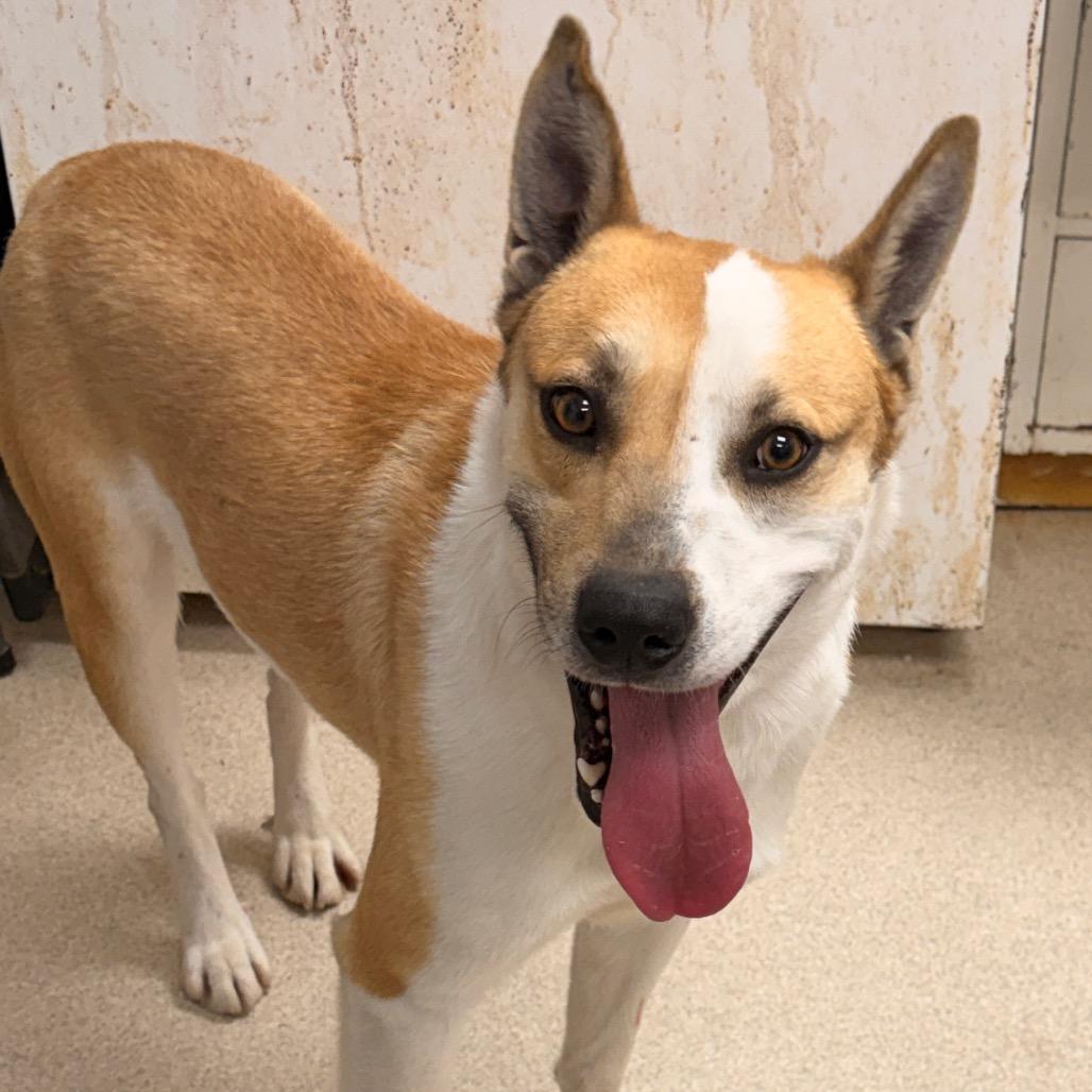 Wiley, a Adoptable mixed breed in Evansville, IN image 3/4