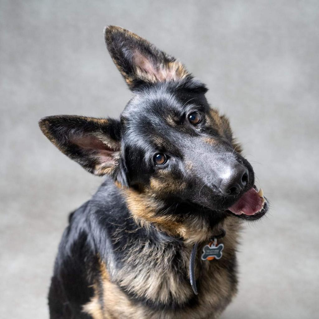 Cairo, Adoptable, Senior Male German Shepherd Dog.