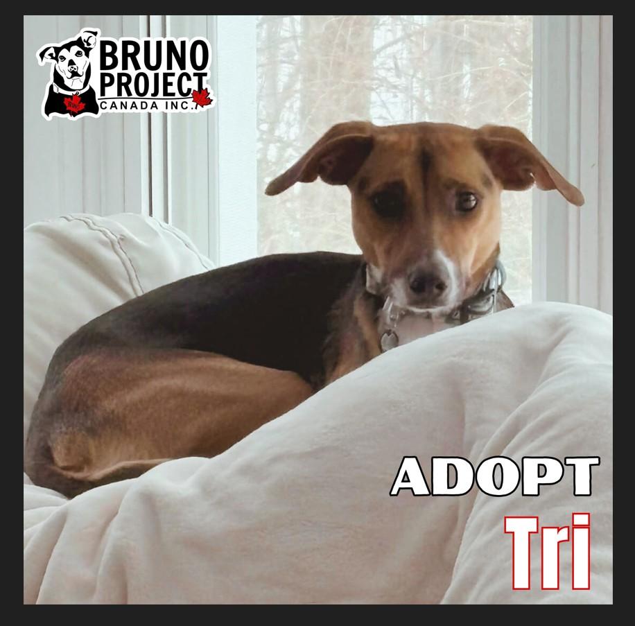 Tri, adopted, Young Female Mixed Breed.
