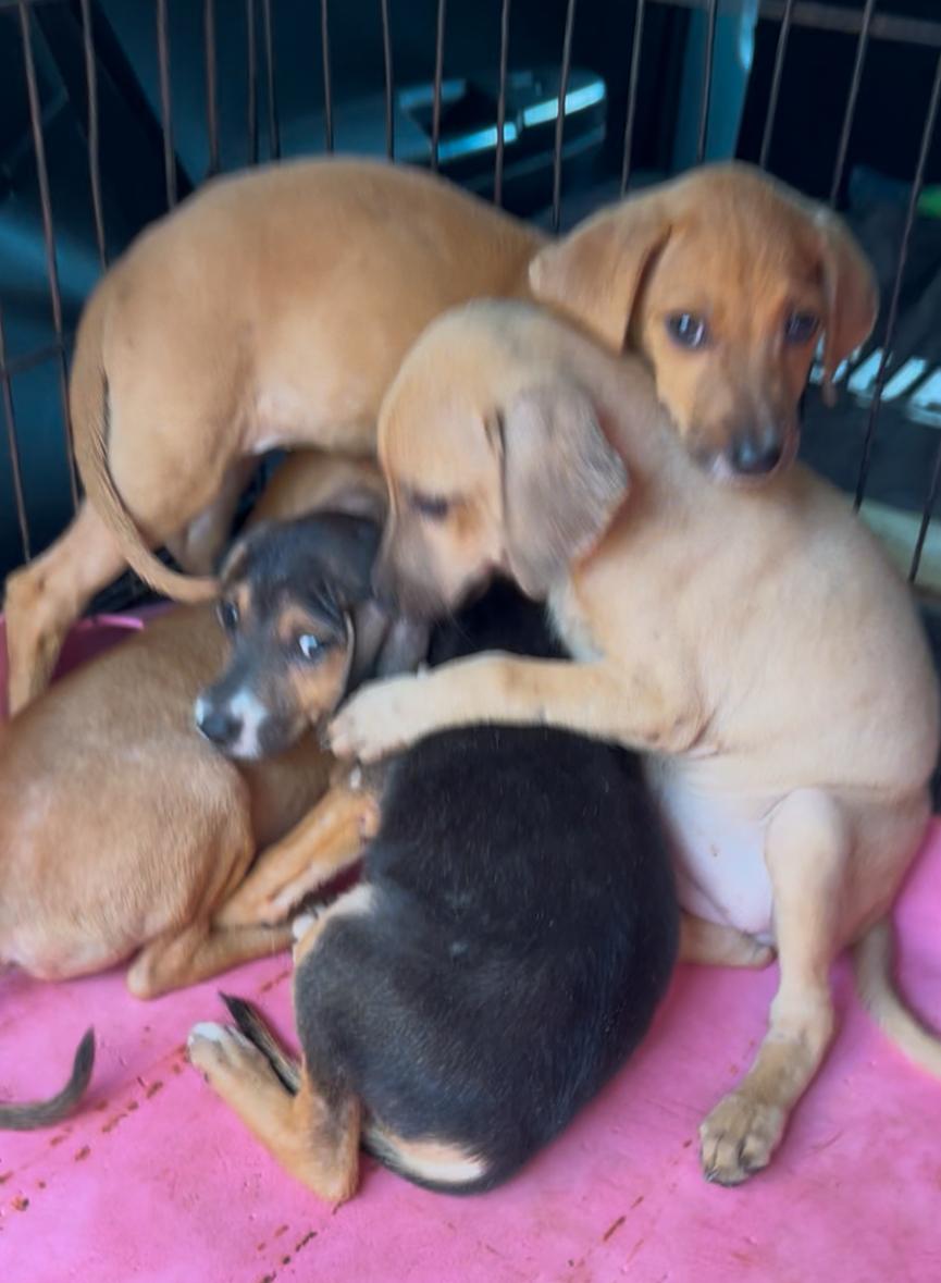 Enlarge Tri, an adopted mixed breed in St Catharines, ON image 6/6