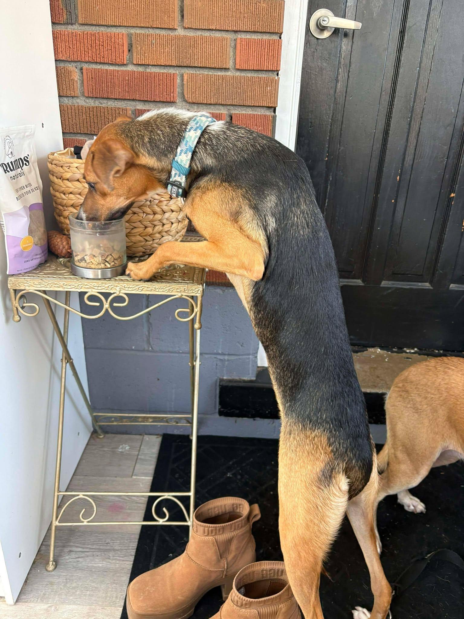 Enlarge Tri, an adopted mixed breed in St Catharines, ON image 5/6