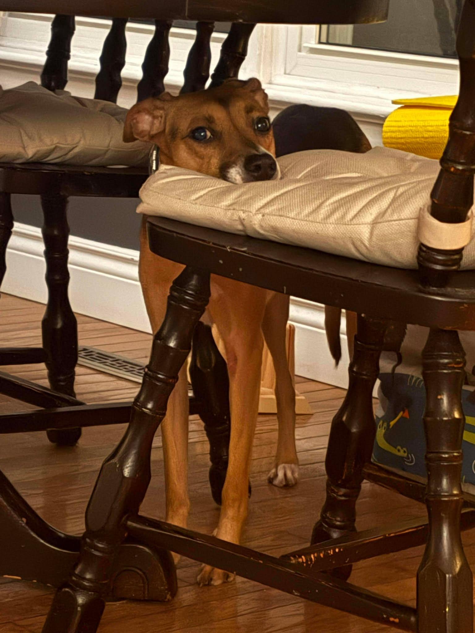 Enlarge Tri, an adopted mixed breed in St Catharines, ON image 2/6