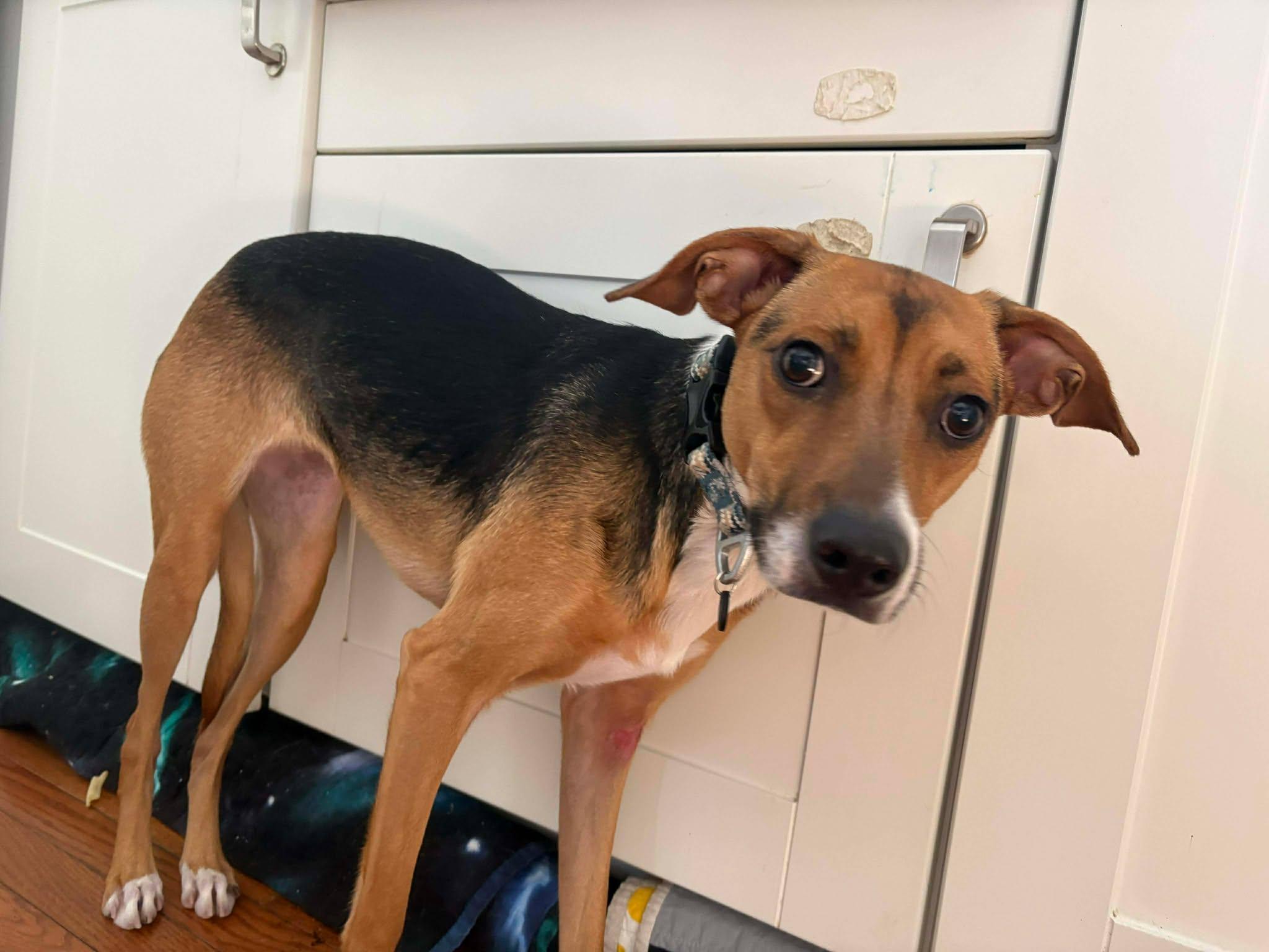 Enlarge Tri, an adopted mixed breed in St Catharines, ON image 4/6