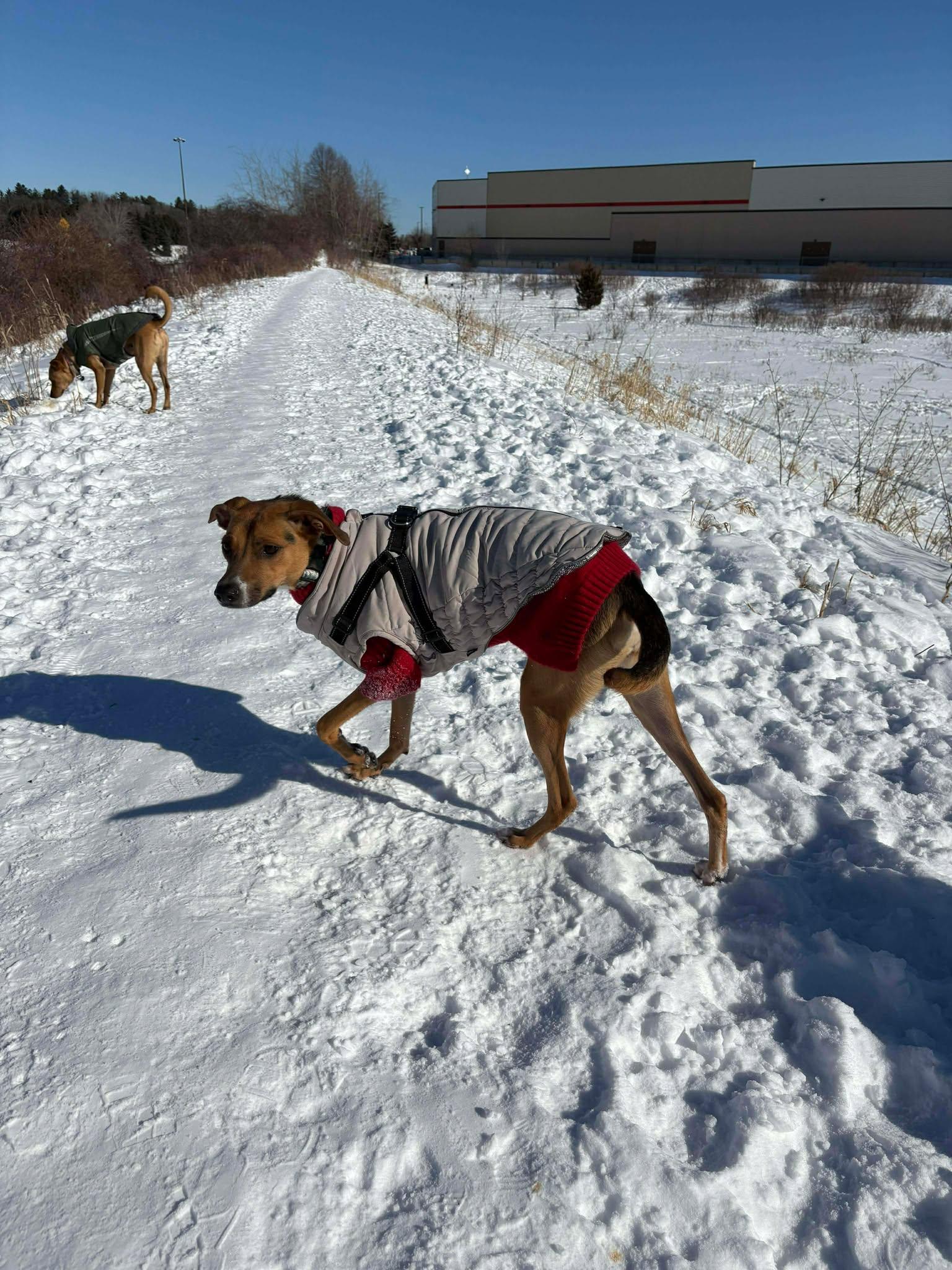 Enlarge Tri, an adopted mixed breed in St Catharines, ON image 3/6