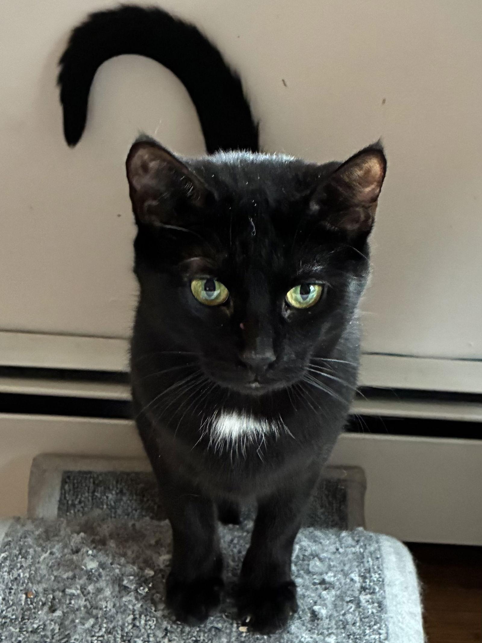 Twilight, Adopted, Young Female Domestic Short Hair.