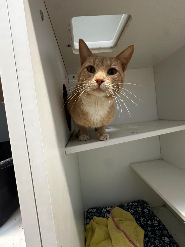 Tigger, Adoptable, Young Male Domestic Short Hair.