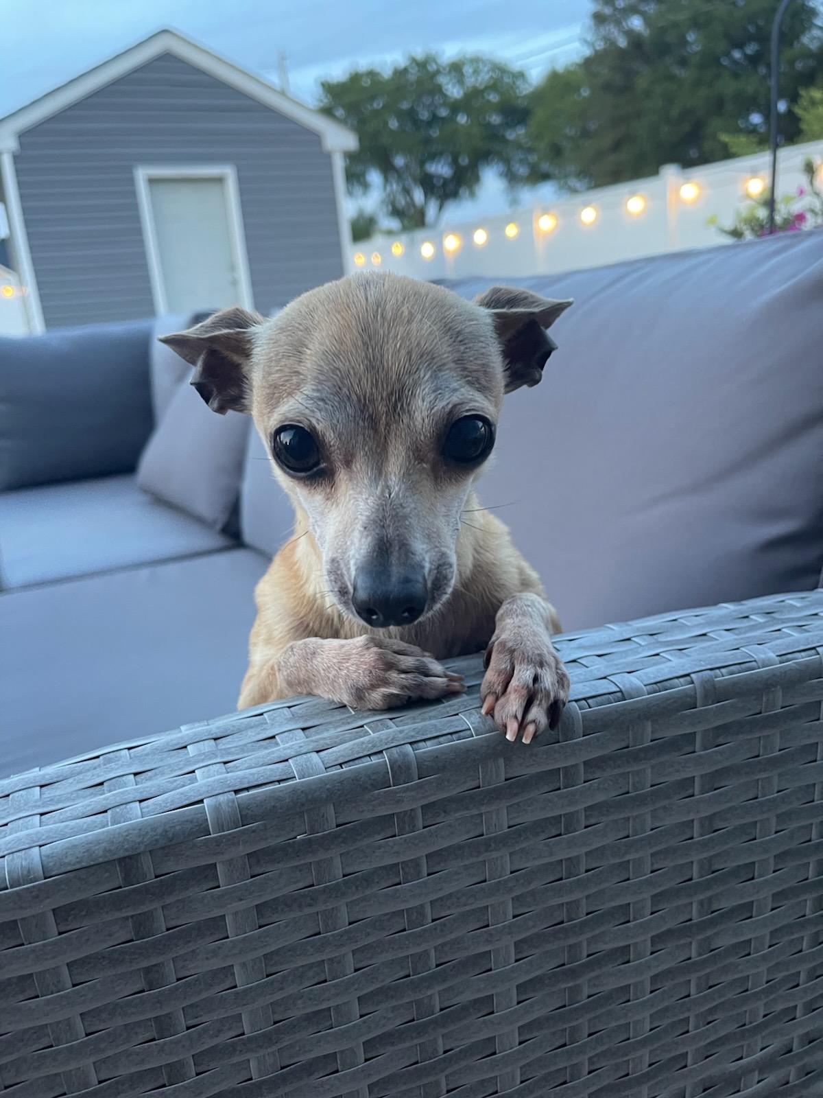 Larry, ADOPTABLE, Adult Male Chihuahua.