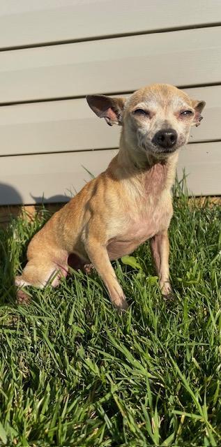 Larry, a ADOPTABLE Chihuahua in Orlando, FL image 3/3