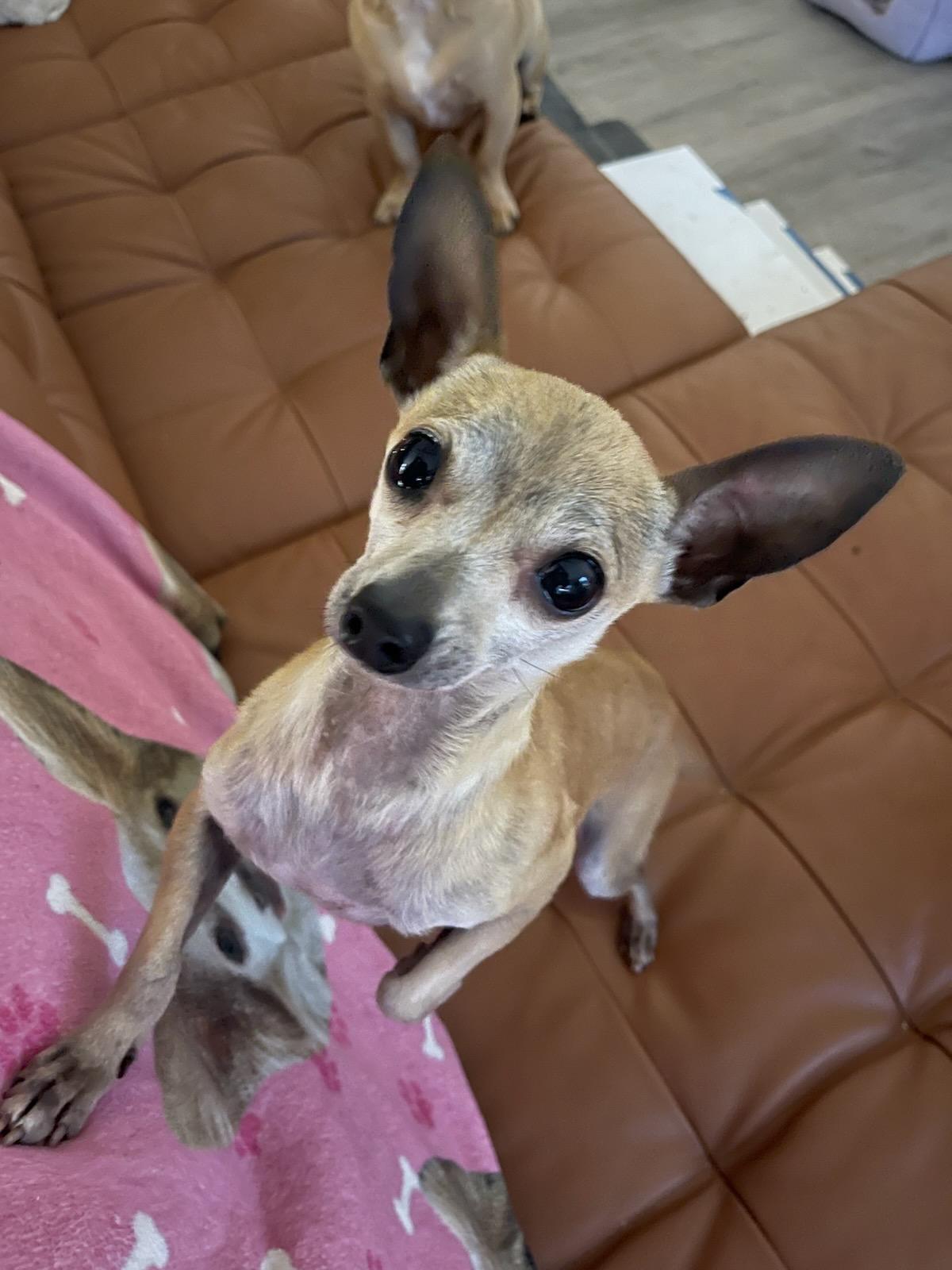 Larry, a ADOPTABLE Chihuahua in Orlando, FL image 2/3