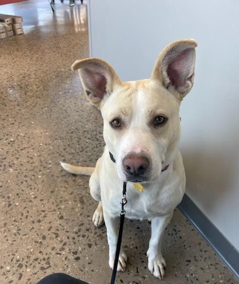 TEDDY, a Adoptable mixed breed in Statesville, NC image 2/5