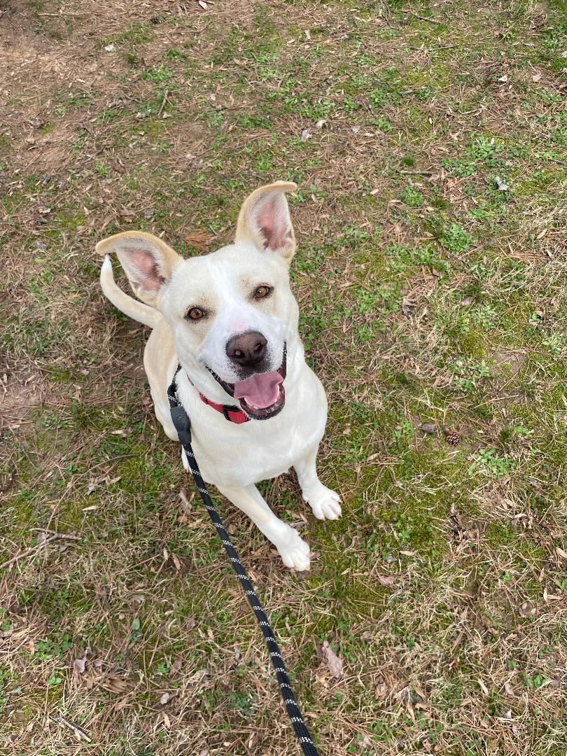 TEDDY, Adoptable, Young Male Shepherd & Mixed Breed.