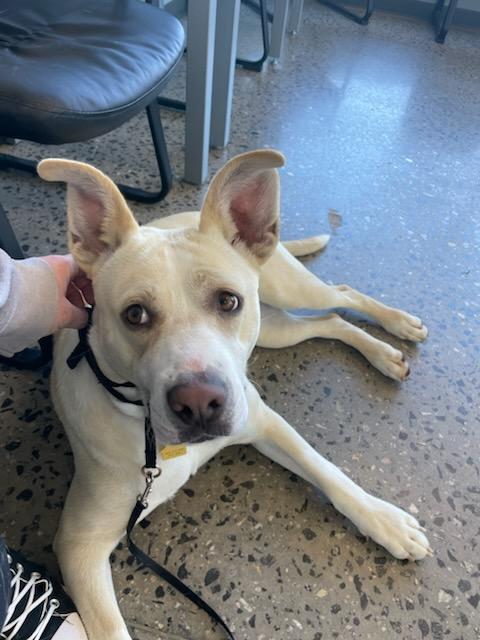 TEDDY, a Adoptable mixed breed in Statesville, NC image 3/5