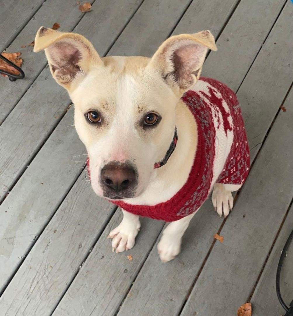 TEDDY, a Adoptable mixed breed in Statesville, NC image 4/5