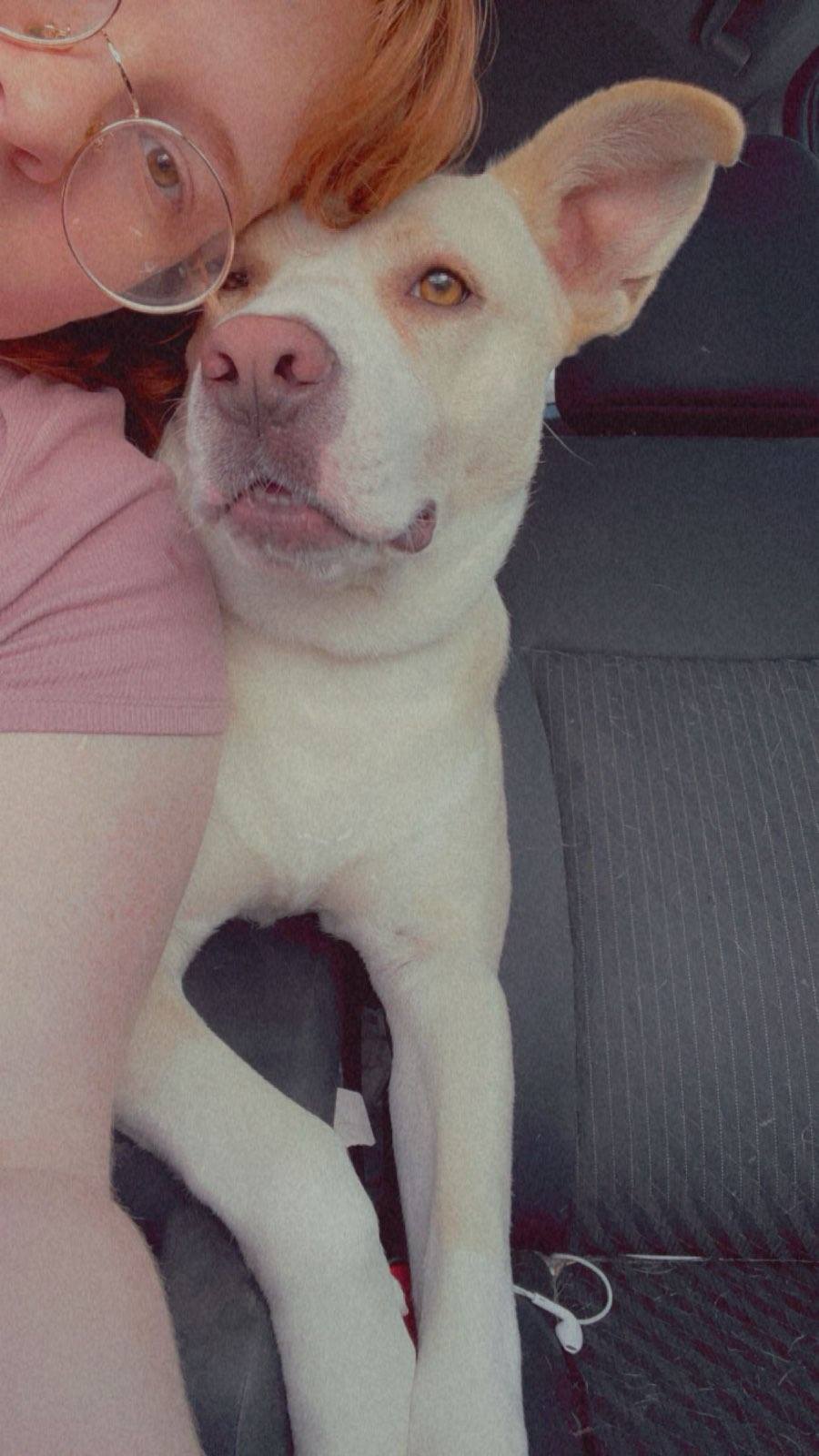 TEDDY, a Adoptable mixed breed in Statesville, NC image 5/5