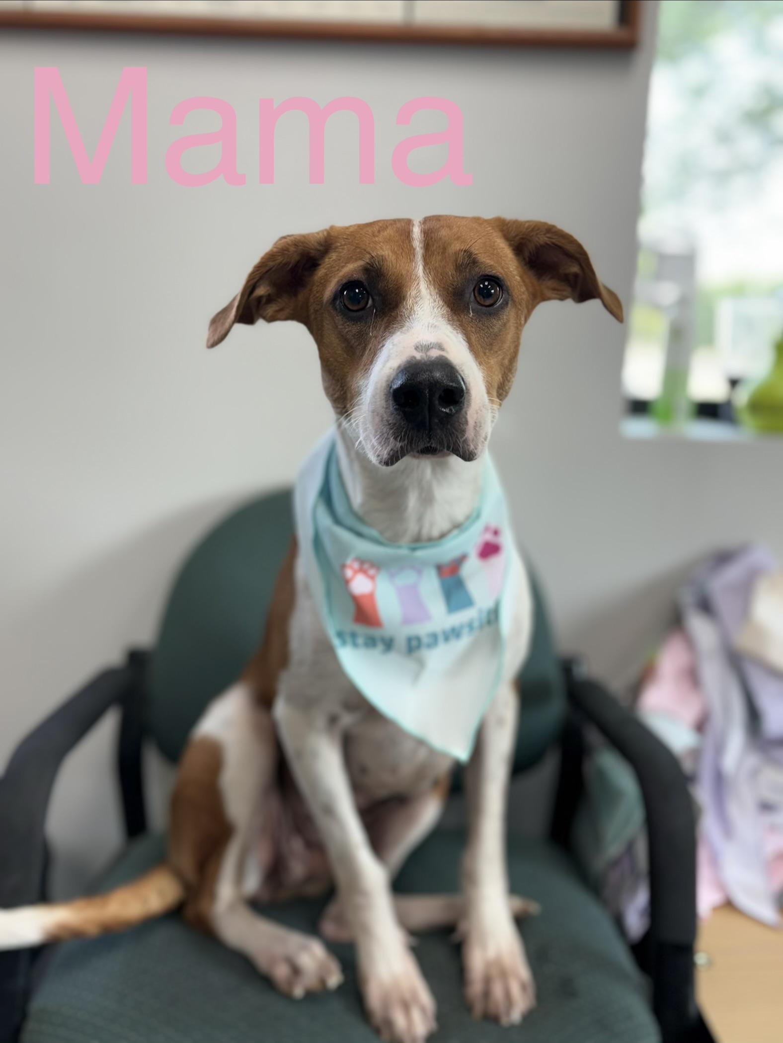 Enlarge Mama Red Bird, a Adoptable mixed breed in Zimmerman, MN image 1/2