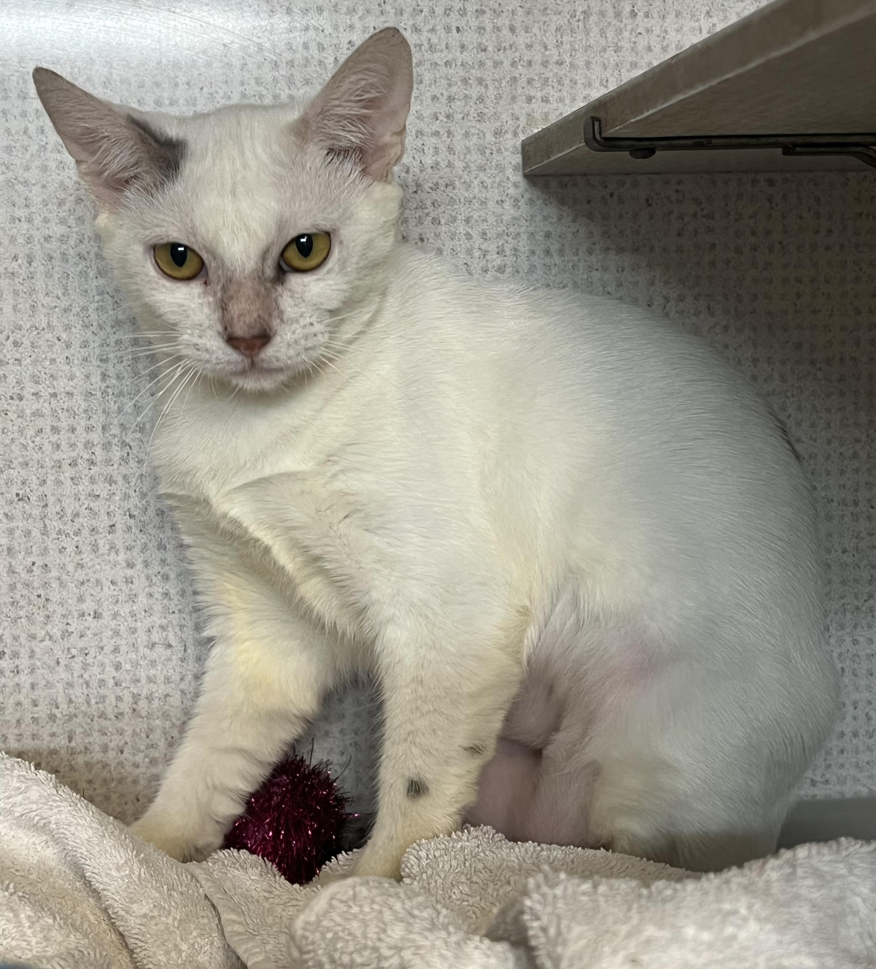 Annie, Adoptable, Kitten Female Domestic Short Hair.