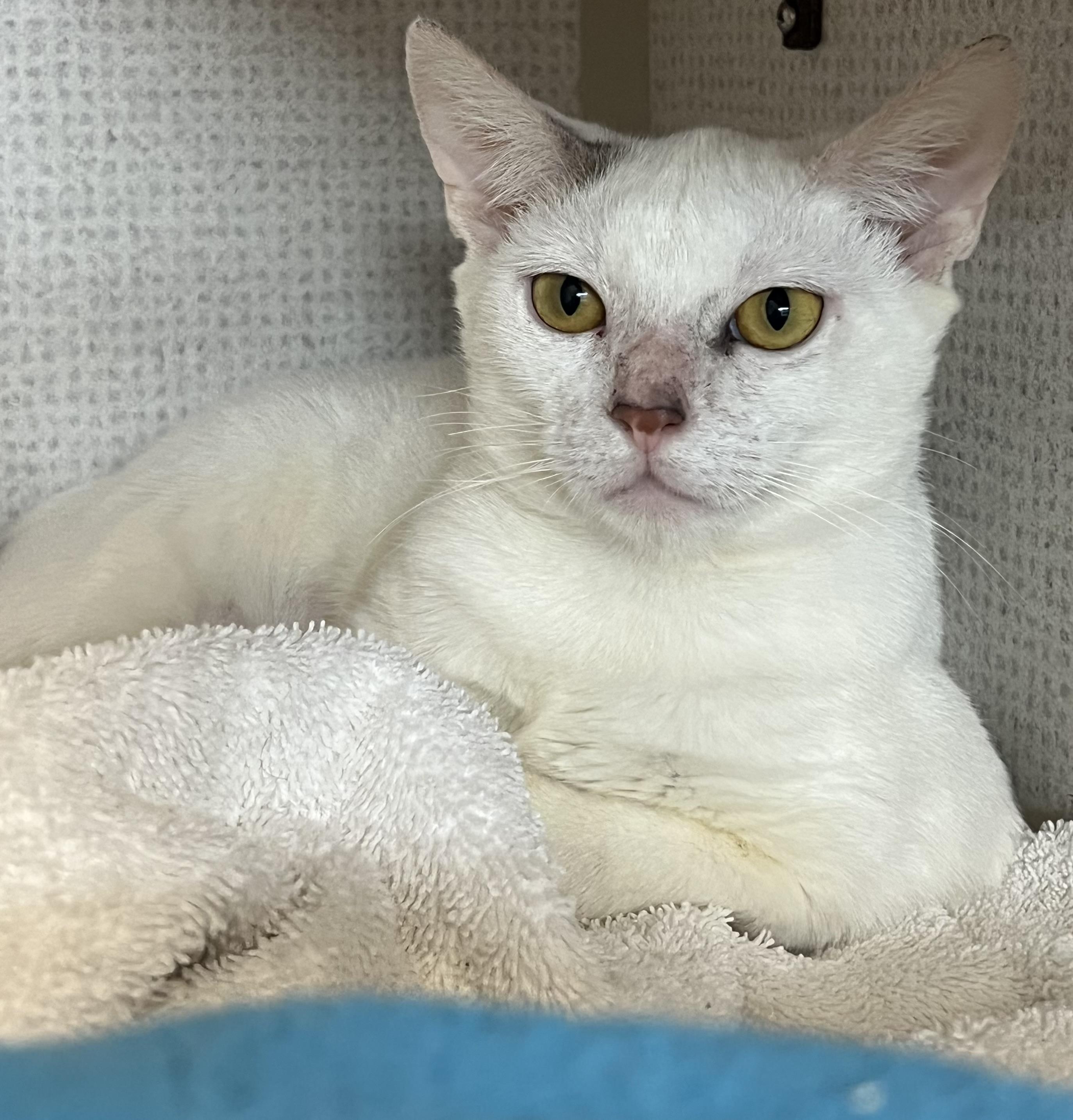 Enlarge Annie, a Adoptable mixed breed in Salem, NH image 2/4