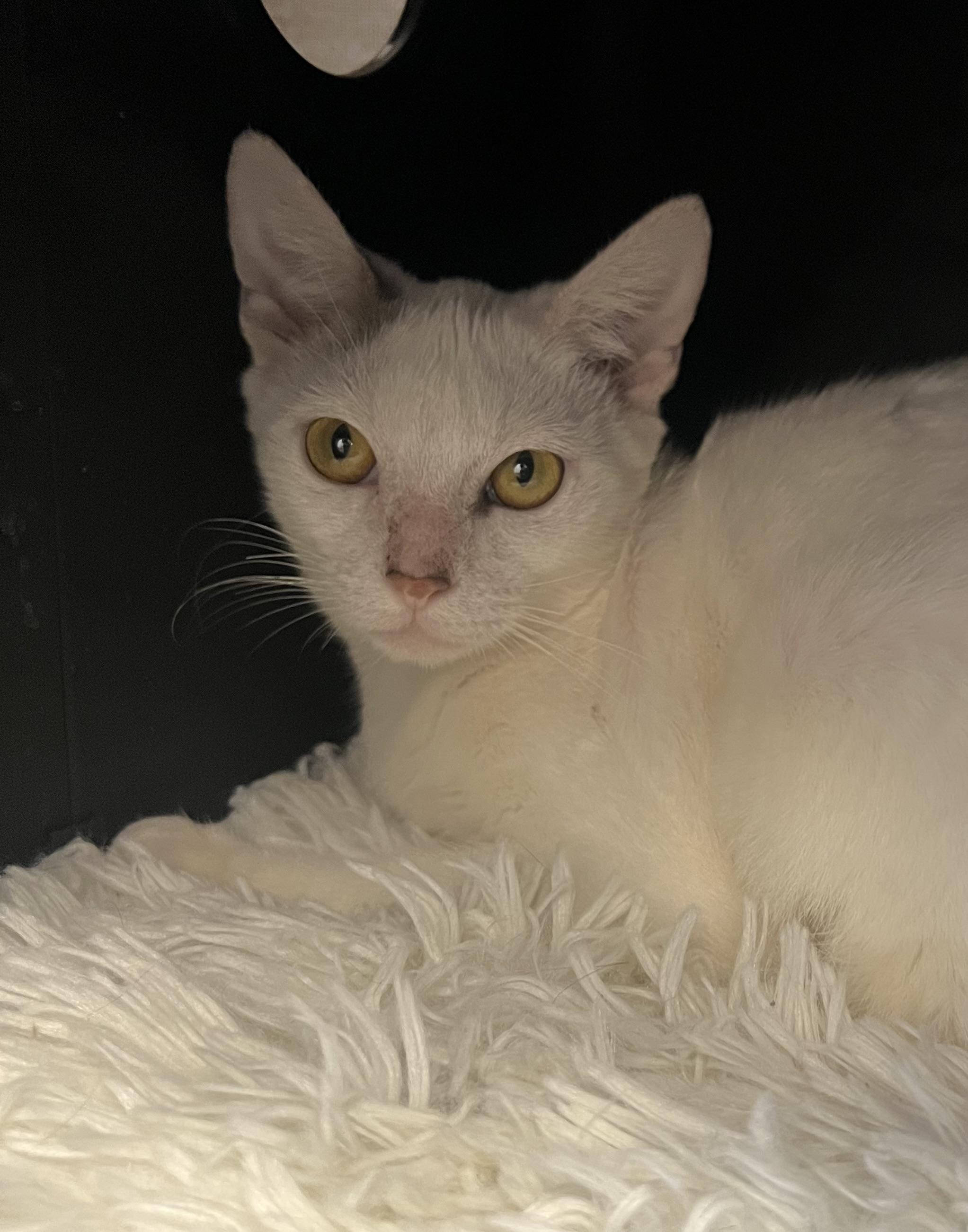 Enlarge Annie, a Adoptable mixed breed in Salem, NH image 3/4