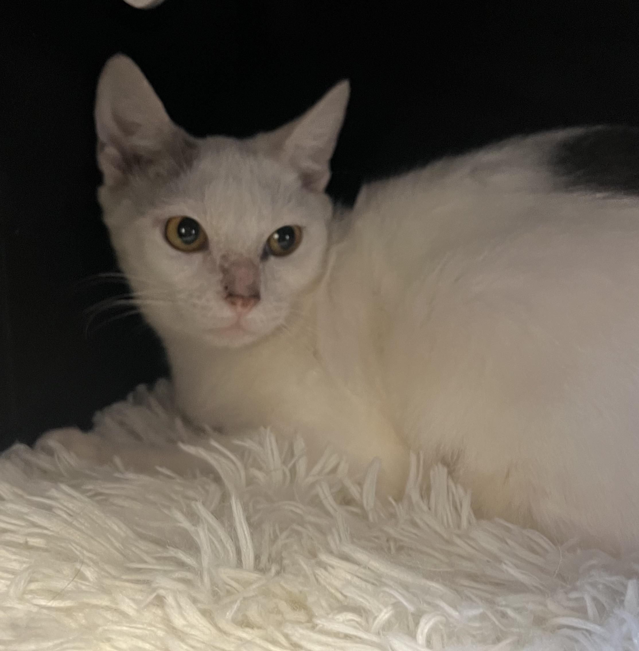 Enlarge Annie, a Adoptable mixed breed in Salem, NH image 4/4