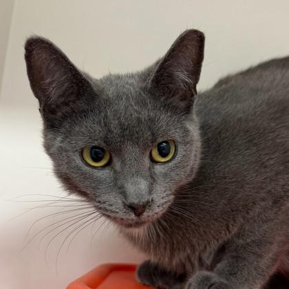 Richard, a Adoptable mixed breed in Janesville, WI image 1/3