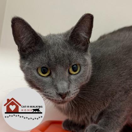 Enlarge Richard, a Adoptable mixed breed in Janesville, WI image 2/3