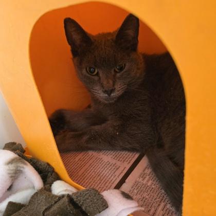 Richard, a Adoptable mixed breed in Janesville, WI image 3/3