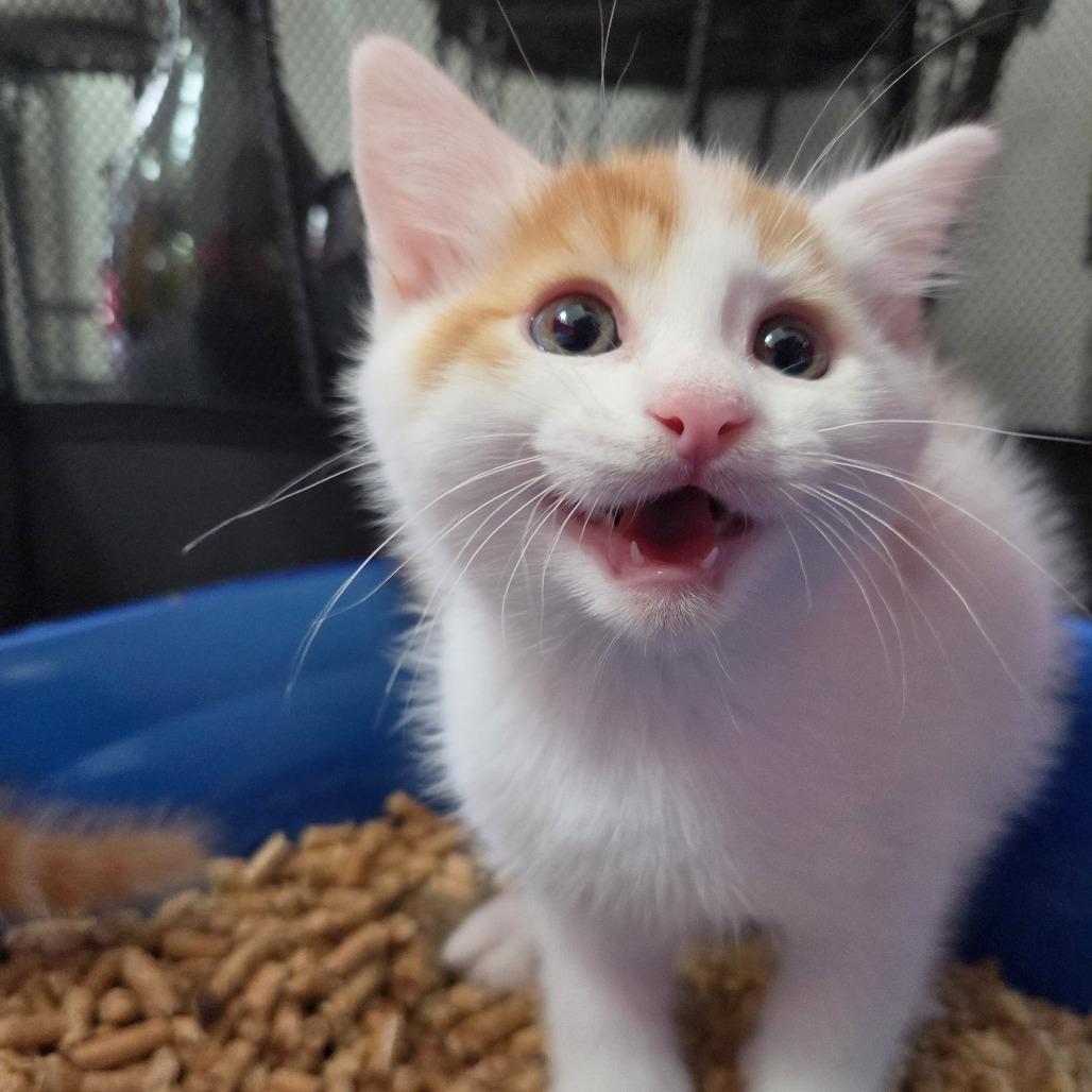 Neil Tennant (Pet Shop Boys), Adoptable, Kitten Male Domestic Short Hair.