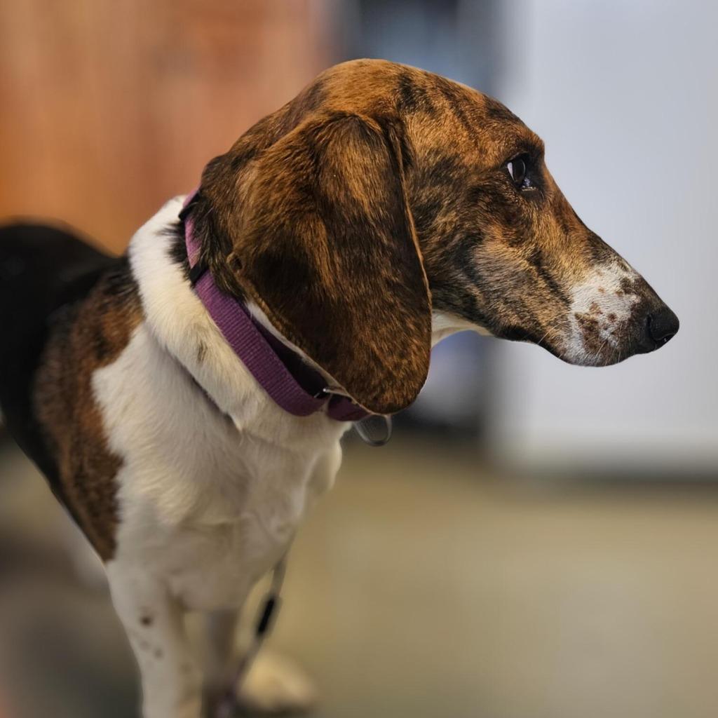 Enlarge Bagel, a Adopted mixed breed in Barron, WI image 1/3