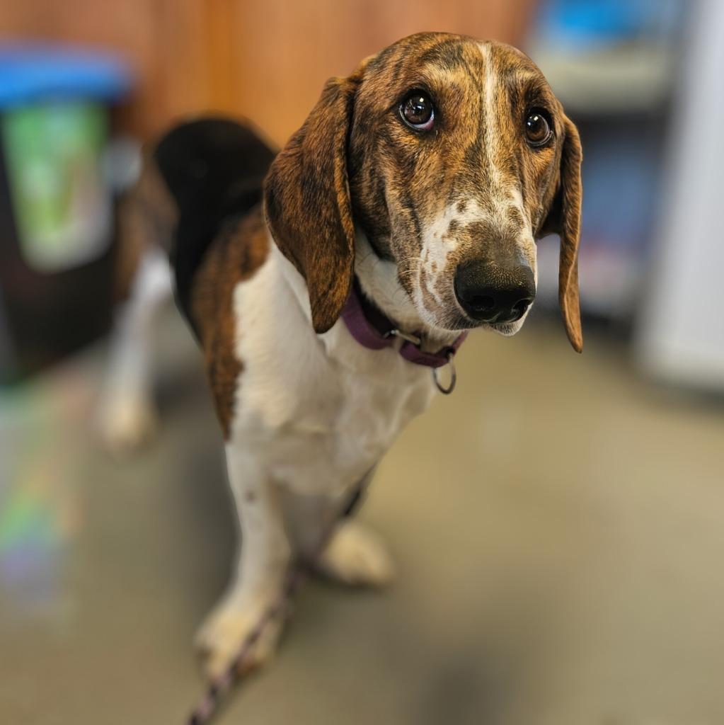 Enlarge Bagel, a Adopted mixed breed in Barron, WI image 3/3