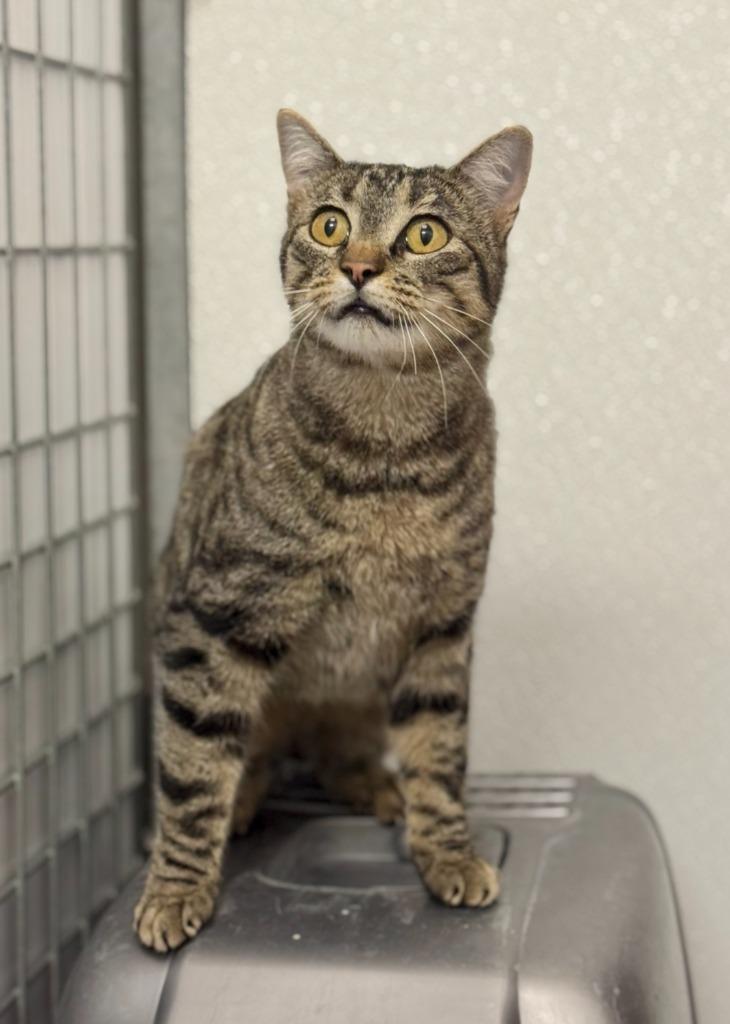 Dinah, Adoptable, Adult Female Domestic Short Hair.