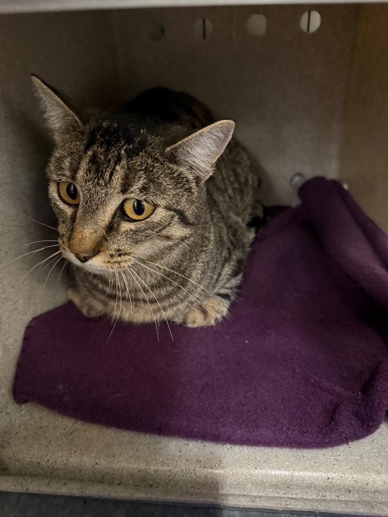 Enlarge Dinah, a Adoptable mixed breed in Gillette, WY image 2/2