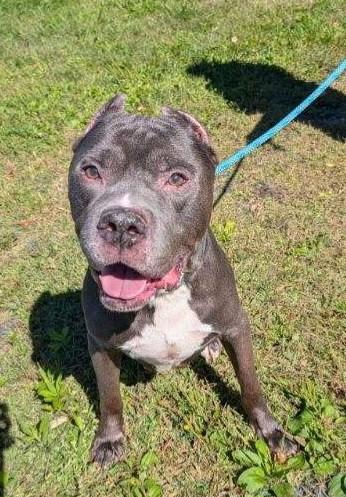 The Professor, adopted, Adult Male Pit Bull Terrier & Mastiff.