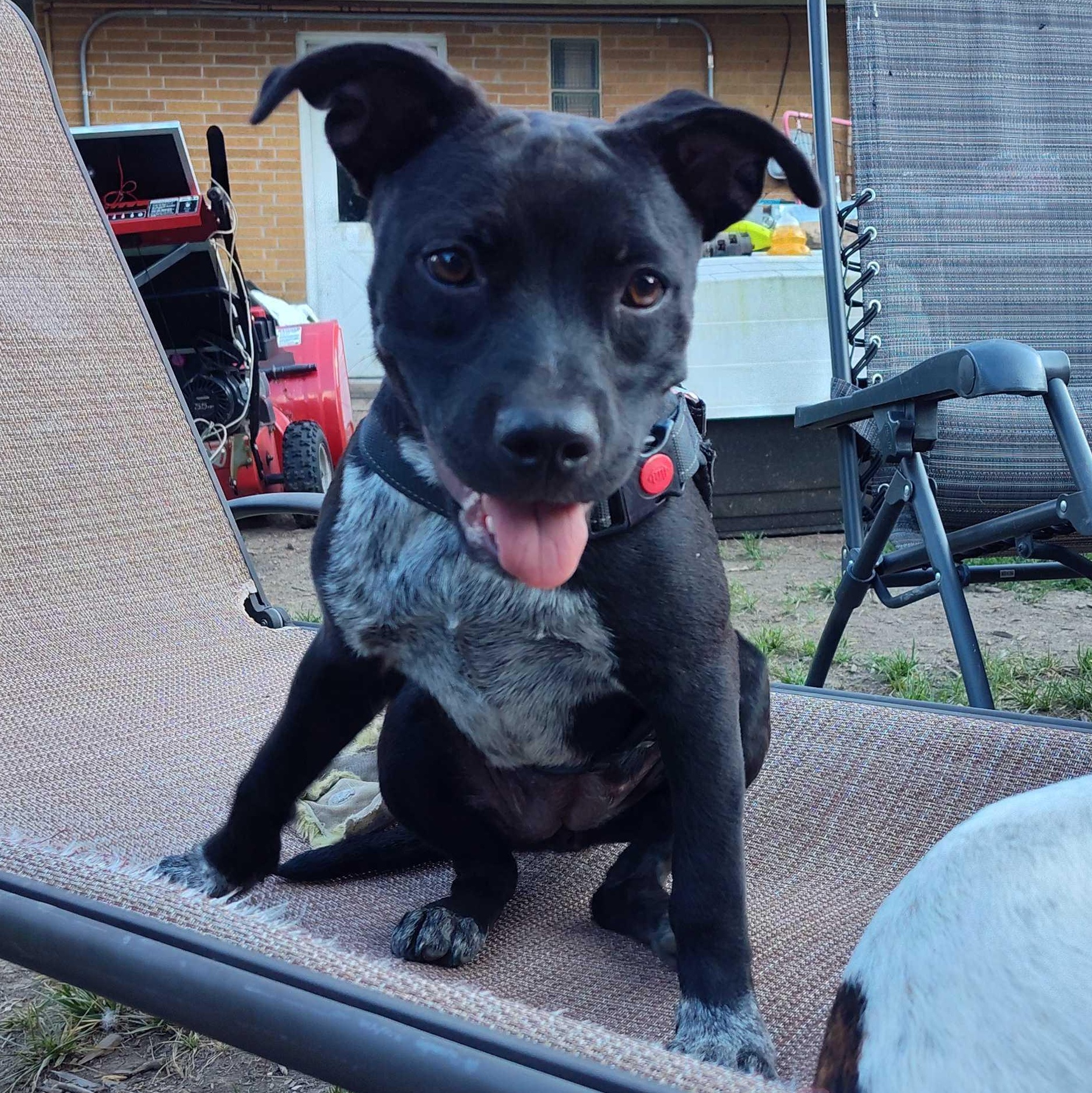 Black Betty, Young Female Australian Cattle Dog / Blue Heeler