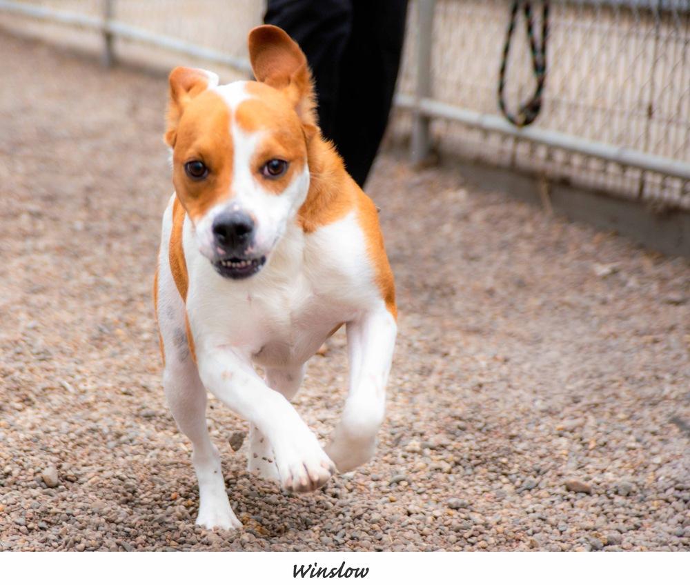 AC Winslow, Adoptable, Adult Male Beagle.